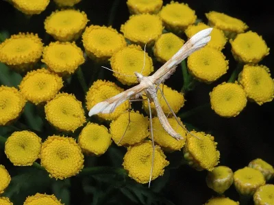 Gillmeria ochrodactyla