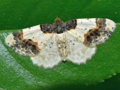 Ligdia adustata