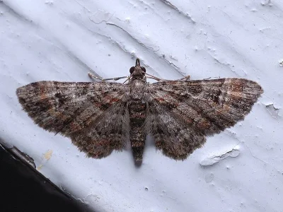 Gymnoscelis rufifasciata