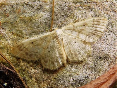 Idaea biselata