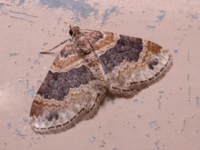 Xanthorhoe ferrugata