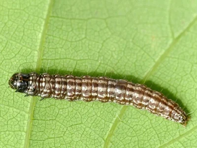 Acrobasis consociella