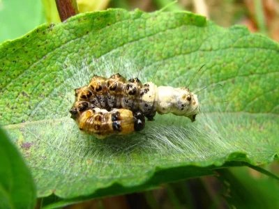 Acronicta (Jocheaera) alni