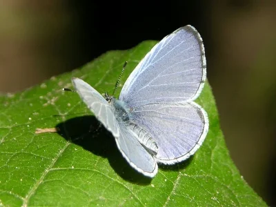 Celastrina (Celastrina) argiolus
