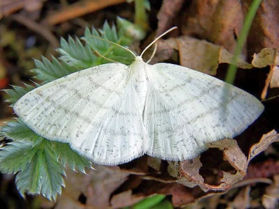 Cabera pusaria