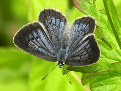 Phengaris teleius