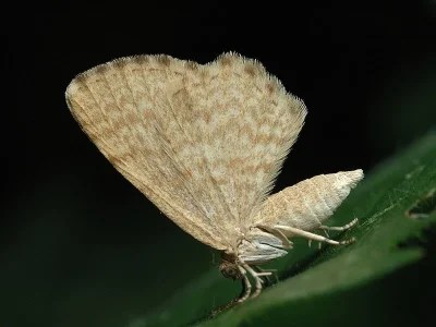 Euchoeca nebulata