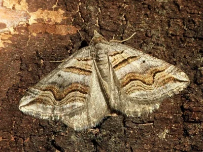 Scotopteryx peribolata