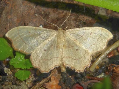 Idaea emarginata