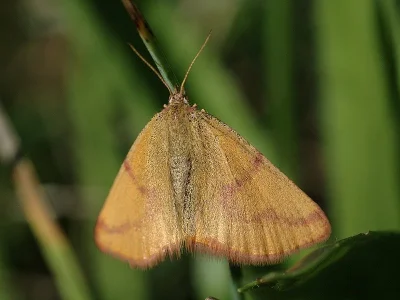 Lythria purpuraria