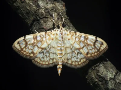 Haritalodes derogata