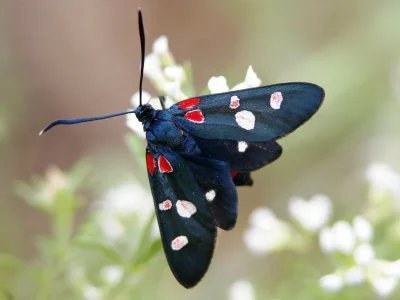 Zygaena (Zygaena) ephialtes