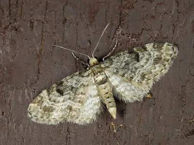 Eupithecia tantillaria