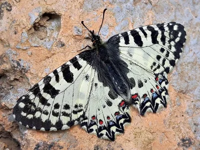 Zerynthia (Allancastria) cretica