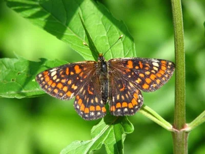 Euphydryas (Hypodryas) maturna
