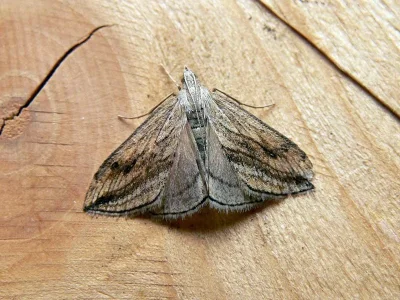 Evergestis forficalis