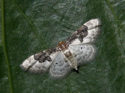 Idaea mustelata