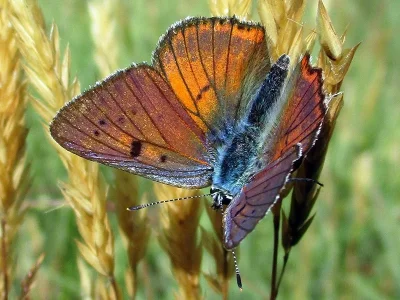 Lycaena (Thersamolycaena) alciphron