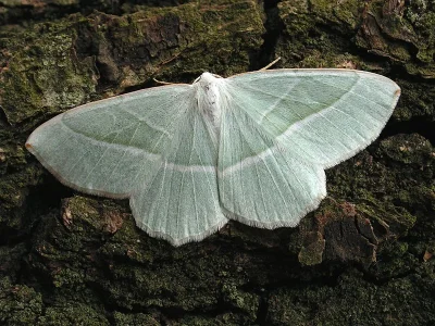 Campaea margaritaria