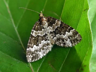Electrophaes corylata