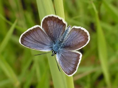 Plebejus (Plebejus) argus