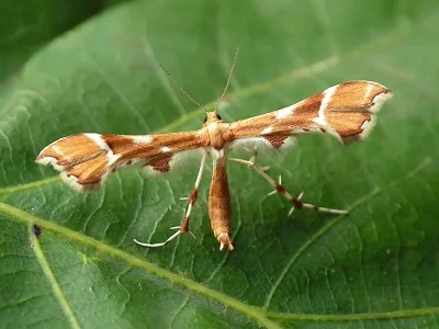 Cnaemidophorus rhododactyla