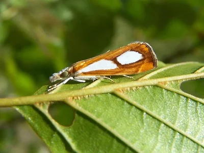 Catoptria pinella