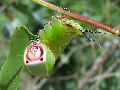 Cerura (Cerura) vinula