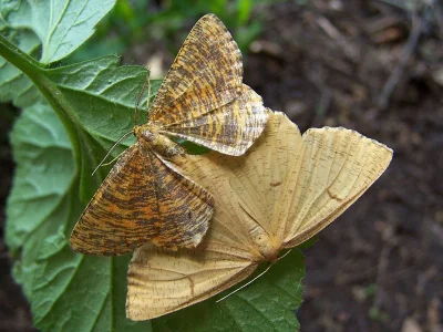Angerona prunaria