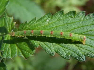 Mesoleuca albicillata