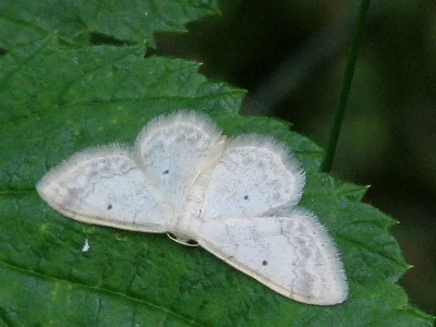 Idaea biselata