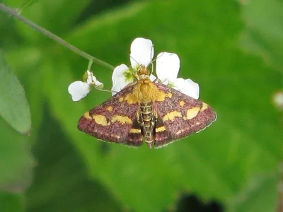 Pyrausta purpuralis