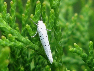Yponomeuta evonymella