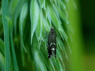 Glyphipterix simpliciella