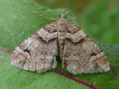Catarhoe basochesiata