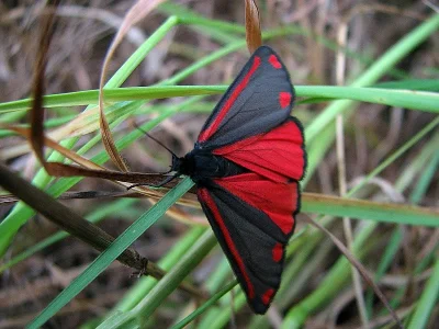 Tyria jacobaeae