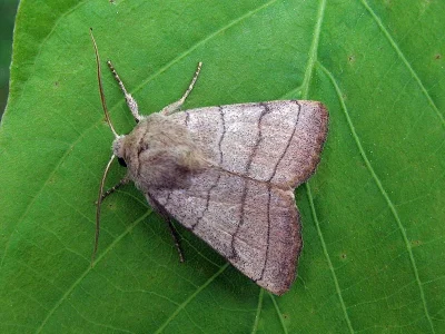 Charanyca (Charanyca) trigrammica