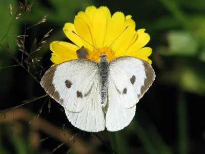 Pieris (Pieris) brassicae