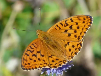 Argynnis (Fabriciana) adippe