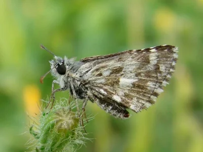 Pyrgus malvoides