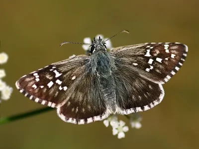 Pyrgus alveus