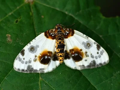Abraxas (Calospilos) sylvata