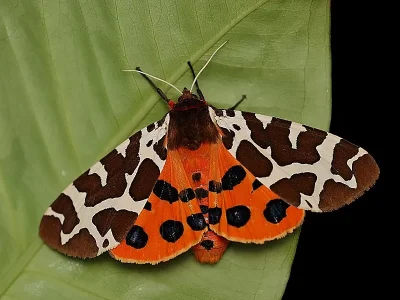 Arctia caja