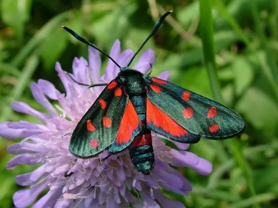 Zygaena (Zygaena) ephialtes