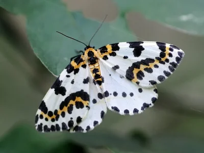 Abraxas (Abraxas) grossulariata