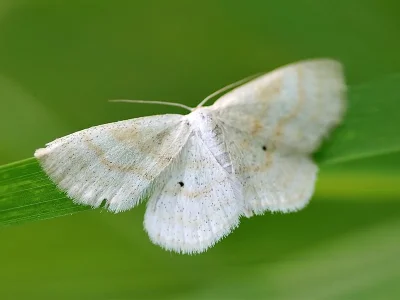 Scopula (Ustocidalia) immutata