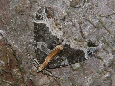 Ecliptopera capitata