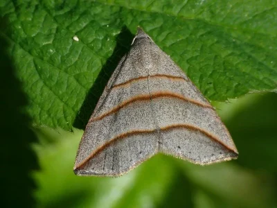 Colobochyla salicalis