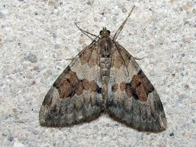 Thera obeliscata
