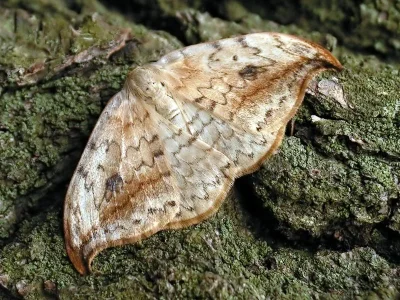 Drepana falcataria